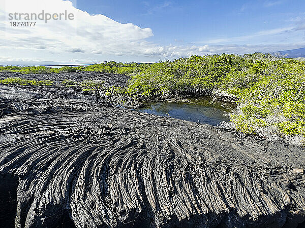 Pahoehoe-Lava auf der jüngsten Insel der Galapagosinseln  Insel Fernandina  Galapagosinseln  UNESCO-Weltkulturerbe  Ecuador  Südamerika