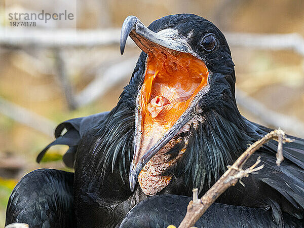 Erwachsener männlicher großer Fregattvogel (Fregata Minor)  auf dem Nest auf North Seymour Island  Galapagos-Inseln  UNESCO-Weltkulturerbe  Ecuador  Südamerika