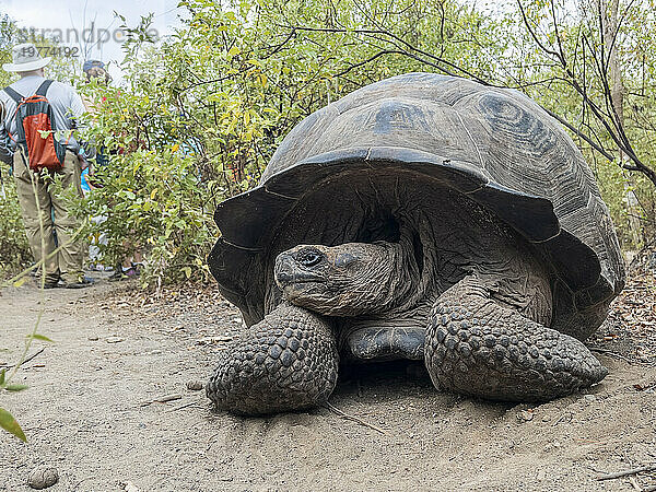 Wilde Galapagos-Riesenschildkröte (Chelonoidis spp)  gefunden in der Bucht von Urbina  Insel Isabela  Galapagos-Inseln  UNESCO-Weltkulturerbe  Ecuador  Südamerika