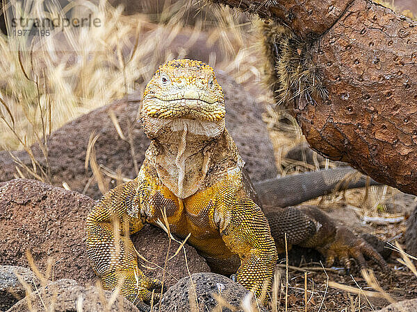 Ein ausgewachsener Galapagos-Landleguan (Conolophus subcristatus) sonnt sich auf North Seymour Island  Galapagos-Inseln  UNESCO-Weltkulturerbe  Ecuador  Südamerika