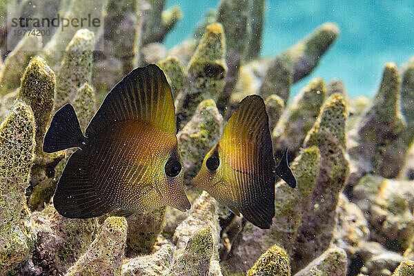 Ein Paar Jungfische (Zebrasoma scopas) am Riff vor Kawe Island  Raja Ampat  Indonesien  Südostasien  Asien