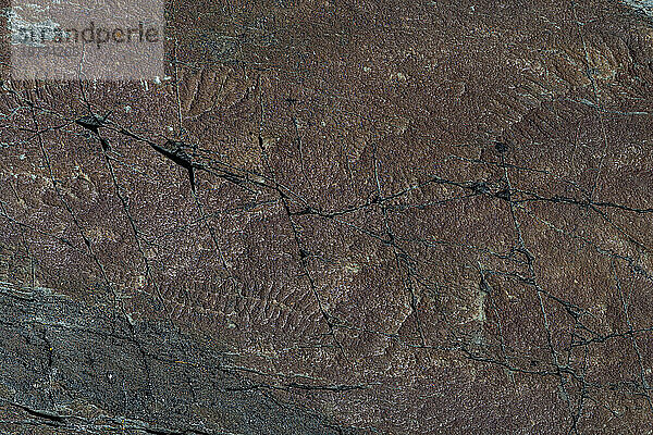 Präkambrische Fossilien  Mistaken Point  UNESCO-Weltkulturerbe  Halbinsel Avalon  Neufundland  Kanada  Nordamerika