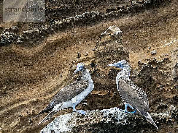 Ausgewachsene Blaufußtölpel (Sula nebouxii) auf einem Felsvorsprung auf der Insel Isabela  Galapagos-Inseln  UNESCO-Weltkulturerbe  Ecuador  Südamerika