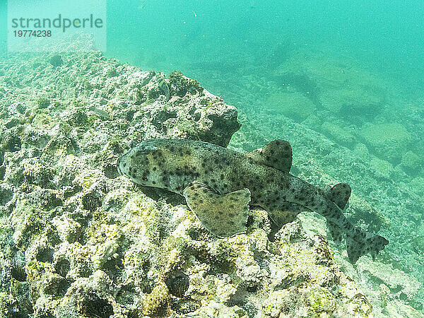 Ein ausgewachsener Galapagos-Groppenhai (Heterodontus quoyi)  Buccaneer Cove  Insel Santiago  Galapagos-Inseln  UNESCO-Weltkulturerbe  Ecuador  Südamerika