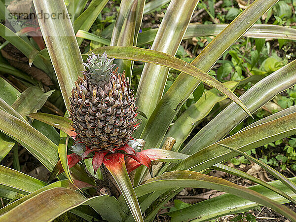Ananas (Ananas comosus) wächst auf der Hydrokulturfarm Granja Integral Ochoa  Insel Santa Cruz  Galapagosinseln  UNESCO-Weltkulturerbe  Ecuador  Südamerika