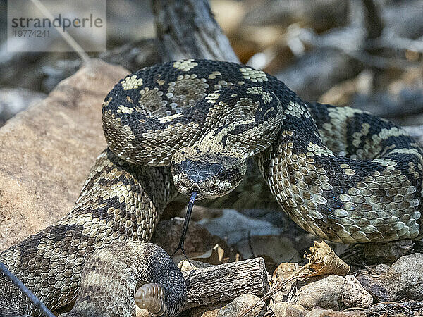 Eine ausgewachsene Schwarzschwanz-Klapperschlange (Crotalus ornatus)  Big Bend Nationalpark  Texas  Vereinigte Staaten von Amerika  Nordamerika