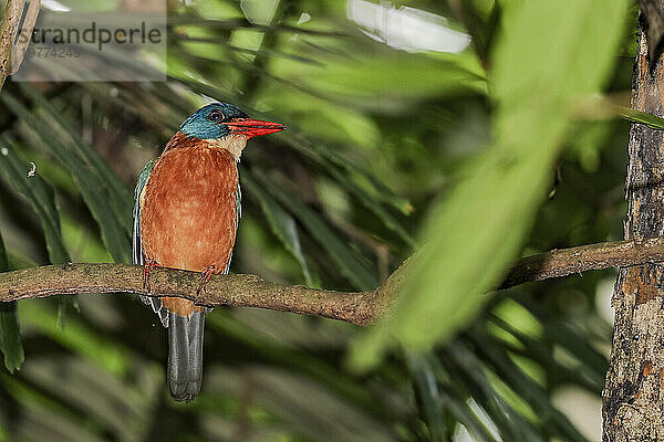 Ein ausgewachsener Eisvogel mit Storchschnabel (Pelargopsis capensis)  der im Tangkoko National Preserve auf der Insel Sulawesi  Indonesien  Südostasien  Asien thront