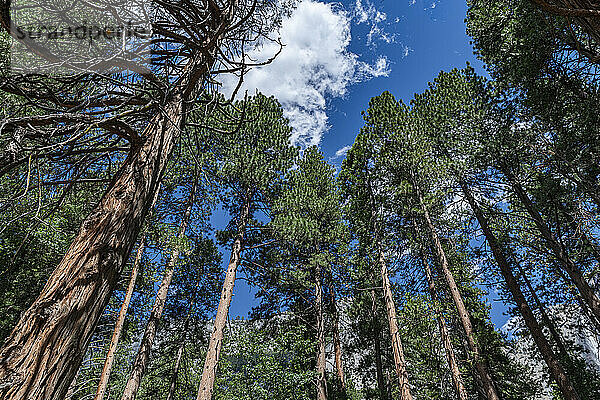 Mammutbäume im Yosemite-Nationalpark  UNESCO-Weltkulturerbe  Kalifornien  Vereinigte Staaten von Amerika  Nordamerika