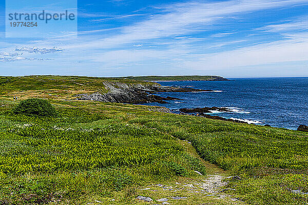 Küste von Mistaken Point  UNESCO-Weltkulturerbe  Halbinsel Avalon  Neufundland  Kanada  Nordamerika