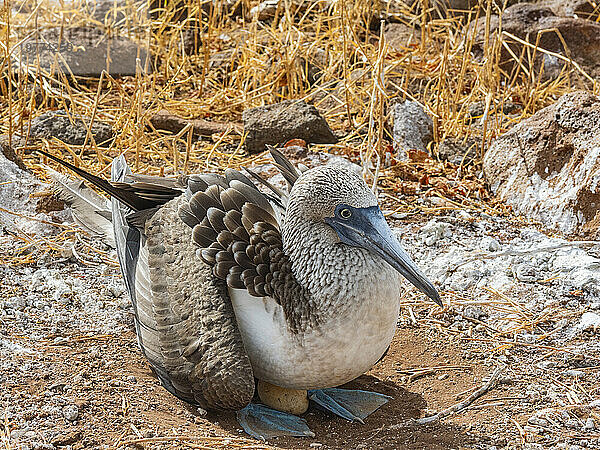 Erwachsener Blaufußtölpel (Sula nebouxii) auf Ei auf North Seymour Island  Galapagos-Inseln  UNESCO-Weltkulturerbe  Ecuador  Südamerika