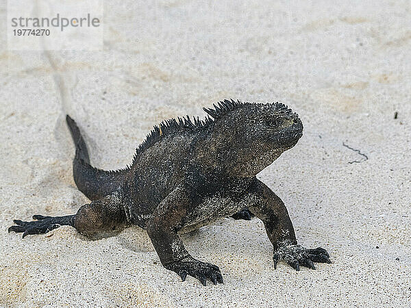 Ausgewachsener Galapagos-Meeresleguan (Amblyrhynchus cristatus)  am Strand von Cerro Brujo  Insel San Cristobal  Galapagos-Inseln  UNESCO-Weltkulturerbe  Ecuador  Südamerika