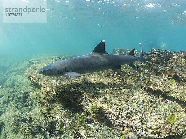 Ausgewachsener Weißspitzen-Riffhai (Triaenodon obesus) schwimmt in Puerto Egas  Insel Santiago  Galapagos-Inseln  UNESCO-Weltkulturerbe  Ecuador  Südamerika