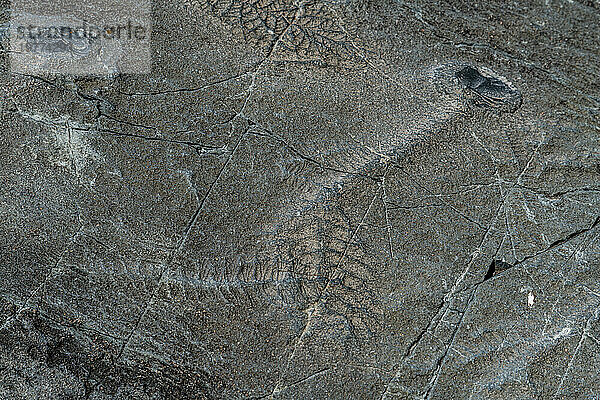 Präkambrische Fossilien  Mistaken Point  UNESCO-Weltkulturerbe  Halbinsel Avalon  Neufundland  Kanada  Nordamerika