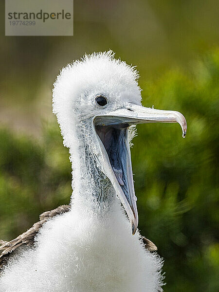 Küken des Großen Fregattvogels (Fregata Minor) auf dem Nest auf North Seymour Island  Galapagos-Inseln  UNESCO-Weltkulturerbe  Ecuador  Südamerika