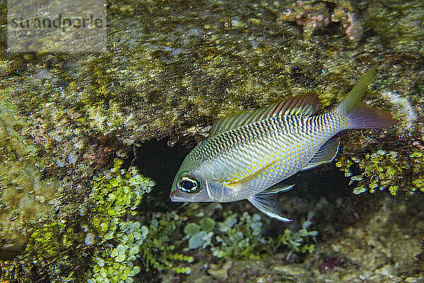 Eine ausgewachsene Goldbrasse (Scolopsis margaritifera)  nachts vor der Insel Wohof  Raja Ampat  Indonesien  Südostasien  Asien