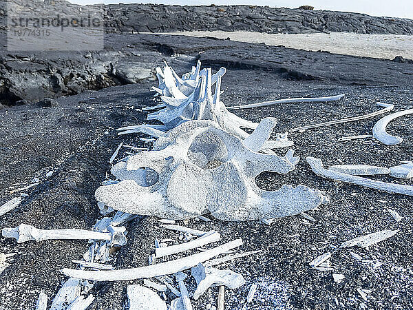 Skelett eines Brydewals (Balaenoptera brydei) in der Lava auf der Insel Fernandina  Galapagosinseln  UNESCO-Weltkulturerbe  Ecuador  Südamerika