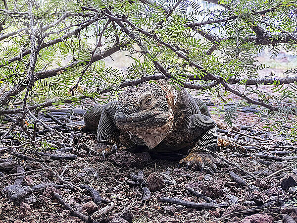 Ein erwachsener Galapagos-Landleguan (Conolophus subcristatus)  sonnt sich in der Urbina-Bucht  Galapagos-Inseln  UNESCO-Weltkulturerbe  Ecuador  Südamerika