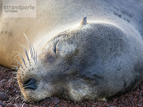 Erwachsene weibliche Galapagos-Seelöwe (Zalophus wollebaeki)  Gesichtsdetail auf der Insel Rabida  Galapagos-Inseln  UNESCO-Weltkulturerbe  Ecuador  Südamerika