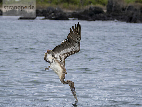 Jungbrauner Pelikan (Pelecanus occidentalis)  Tauchgang in der Bucht von Urbina  Galapagos-Inseln  UNESCO-Weltkulturerbe  Ecuador  Südamerika