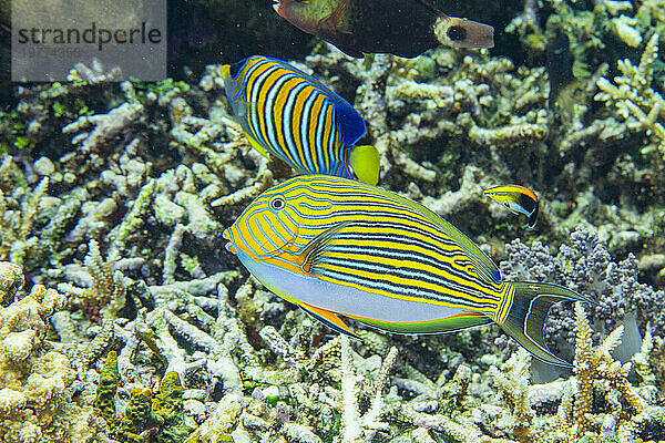 Ein ausgewachsener gestreifter Doktorfisch (Acanthurus lineatus) bei einem Nachttauchgang vor der Insel Kri  Raja Ampat  Indonesien  Südostasien  Asien