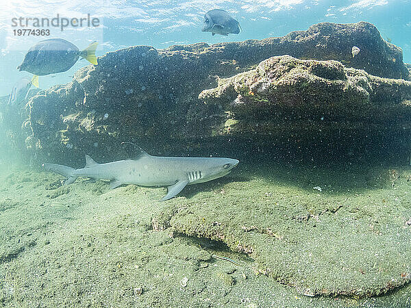 Ausgewachsener Weißspitzen-Riffhai (Triaenodon obesus) unter einem Felsvorsprung in Puerto Egas  Insel Santiago  Galapagos-Inseln  UNESCO-Weltkulturerbe  Ecuador  Südamerika