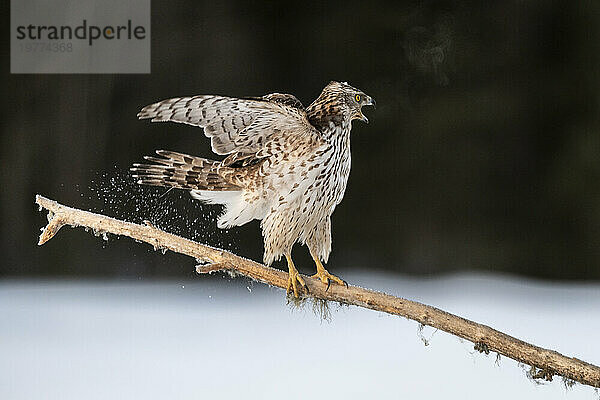 Habicht (Accipiter gentilis)  junges Männchen  rufend  Finnland  Europa