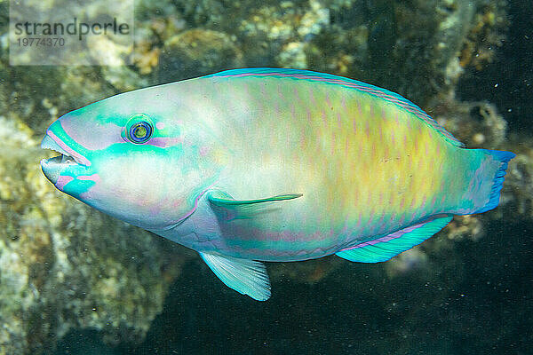 Ein ausgewachsener Pazifischer Kugelkopf-Papageienfisch (Chlorurus spiluris) vor dem Riff auf der Insel Kawe  Raja Ampat  Indonesien  Südostasien