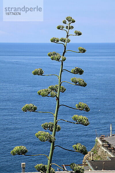 Blüte der amerikanischen Agavenpflanze auf blauem Himmelshintergrund  Italien  Europa