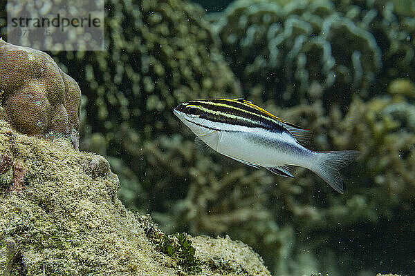 Eine erwachsene gezügelte Monokelbrasse (Scolopsis bilineata) vor dem Riff auf der Insel Bangka  in der Nähe von Manado  Indonesien  Südostasien