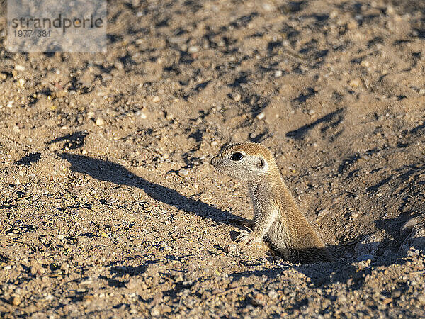 Rundschwanz-Ziesel (Xerospermophilus tereticaudus)  Brandi Fenton Park  Tucson  Arizona  Vereinigte Staaten von Amerika  Nordamerika