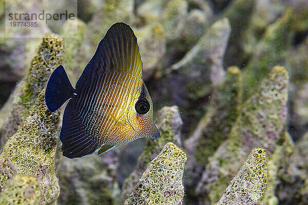 Ein junger Brauntang (Zebrasoma scopas) am Riff vor Kawe Island  Raja Ampat  Indonesien  Südostasien