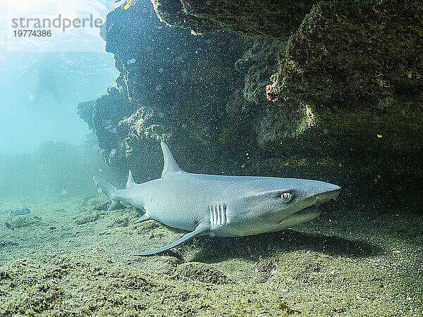 Ausgewachsener Weißspitzen-Riffhai (Triaenodon obesus) unter einem Felsvorsprung in Puerto Egas  Insel Santiago  Galapagos-Inseln  UNESCO-Weltkulturerbe  Ecuador  Südamerika