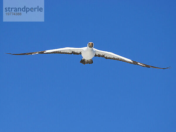 Ein erwachsener Nazca-Tölpel (Sula granti) im Flug in Buccaneer Cove  Santiago Island  Galapagos-Inseln  UNESCO-Weltkulturerbe  Ecuador  Südamerika