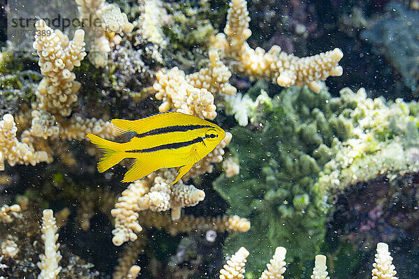 Ein junges indopazifisches Gelbschwanzjungfer (Neoglyphidodon nigroris) auf dem Riff vor der Insel Bangka  Indonesien  Südostasien