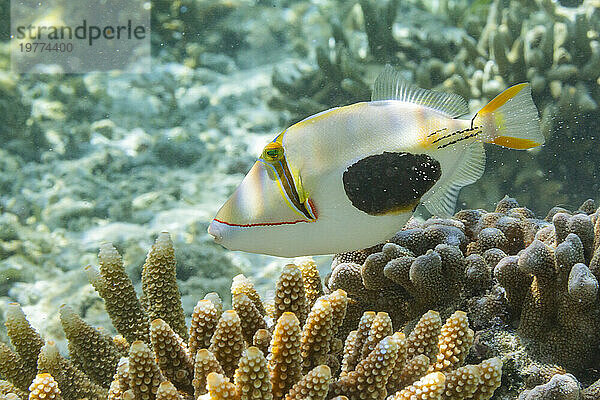 Ein ausgewachsener Schwarzfleck-Drückerfisch (Rhinecanthus verrucosus)  der auf dem Riff vor der Insel Bangka  Indonesien  Südostasien schwimmt