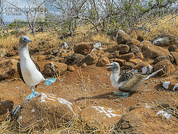 Erwachsene Blaufußtölpel (Sula nebouxii) paaren sich auf einem Ei auf der Insel North Seymour  Galapagosinseln  UNESCO-Weltkulturerbe  Ecuador  Südamerika