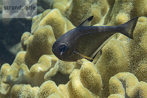 Ein erwachsener Vanikoro-Kehrer (Pempheris vanicolensis) auf dem Riff vor der Insel Bangka  Indonesien  Südostasien  Asien