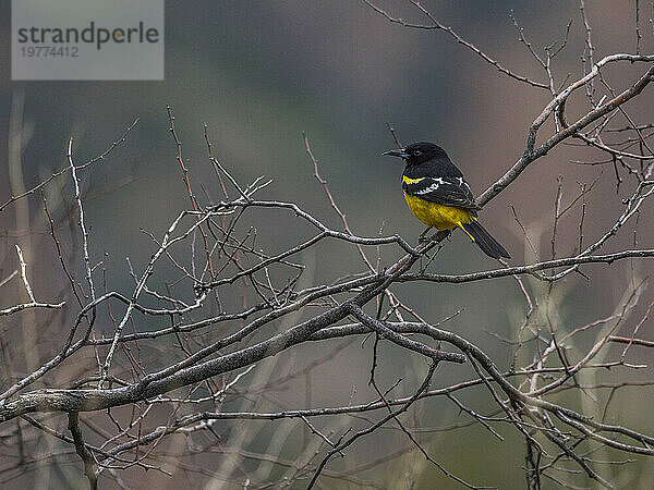 Ein ausgewachsener Pirol (Icterus parisorum)  Big Bend Nationalpark  Texas  Vereinigte Staaten von Amerika  Nordamerika