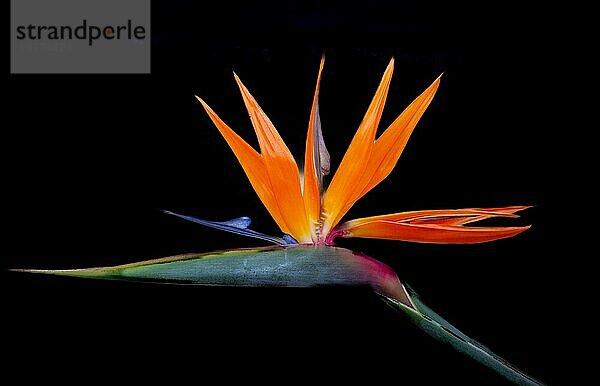 Paradiesvogelblume (Strelitzia Reginae)  eine mehrjährige Pflanze  die eine Höhe von über 3 m erreichen kann und ihren Ursprung in Südafrika  Bermuda und Nordamerika hat