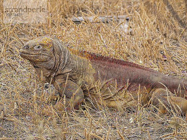 Ein erwachsener Galapagos-Landleguan (Conolophus subcristatus)  sonnt sich in der Urbina-Bucht  Galapagos-Inseln  UNESCO-Weltkulturerbe  Ecuador  Südamerika