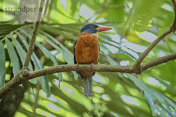 Ein ausgewachsener Eisvogel mit Storchschnabel (Pelargopsis capensis)  der im Tangkoko National Preserve auf der Insel Sulawesi  Indonesien  Südostasien  Asien thront