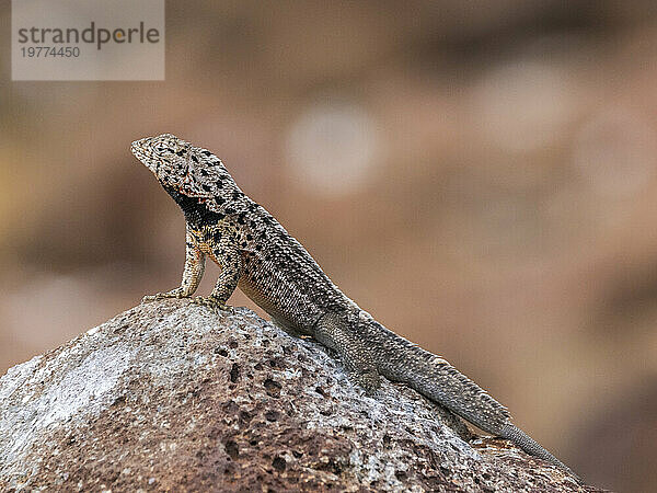 Erwachsene männliche Galapagos-Lava-Eidechse (Microlophus albemarlensis)  auf North Seymour Island  Galapagos-Inseln  UNESCO-Weltkulturerbe  Ecuador  Südamerika