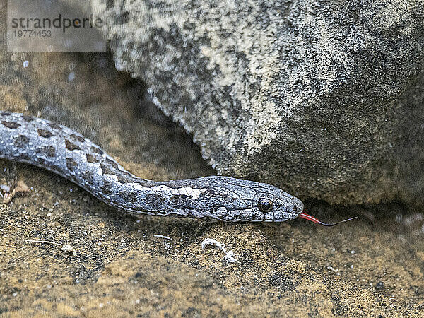 Ein erwachsener Galapagos-Rennfahrer (Pseudalsophis biserialis)  in Punta Pitt  Insel San Cristobal  Galapagos-Inseln  UNESCO-Weltkulturerbe  Ecuador  Südamerika