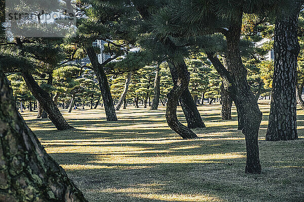 Licht und Schatten des frühen Morgens zwischen Bäumen in einem Stadtpark in Tokio  Honshu  Japan  Asien