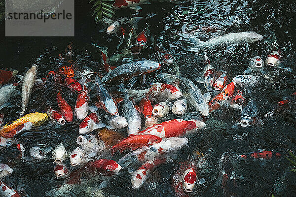 Bunte Koi-Fische im Wasser des Gartens des Senso-Ji-Tempels  Tokio  Honshu  Japan  Asien