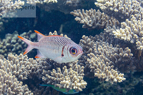 Ein erwachsener Soldatenfisch (Myripristis spp)  vor dem Riff auf der Insel Kawe  Raja Ampat  Indonesien  Südostasien