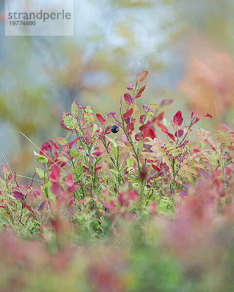 Nördliche Heidelbeere (Vaccinium uliginosum)  in Herbstfärbung  Norwegen  Skandinavien  Europa