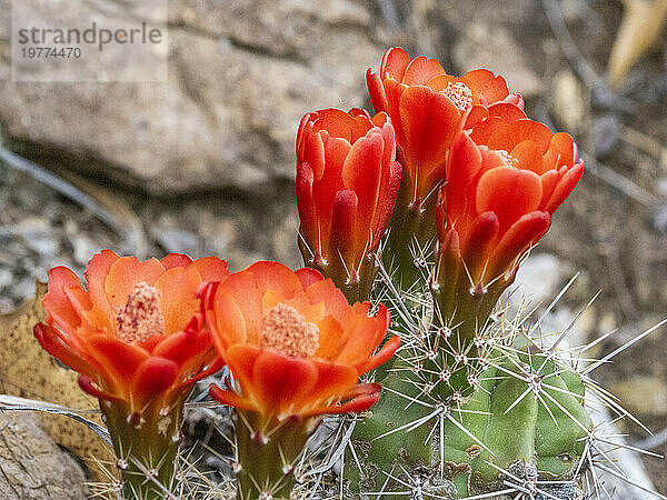 Ein blühender scharlachroter Igelkaktus (Echinocereus coccineus)  Big Bend Nationalpark  Texas  Vereinigte Staaten von Amerika  Nordamerika