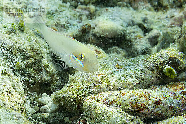 Ein ausgewachsener Blaustreifengrundel (Valenciennea strigata) auf dem Riff vor der Insel Kri  Raja Ampat  Indonesien  Südostasien