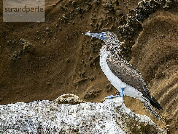 Ausgewachsener Blaufußtölpel (Sula nebouxii) auf einem Felsvorsprung auf der Insel Isabela  Galapagos-Inseln  UNESCO-Weltkulturerbe  Ecuador  Südamerika